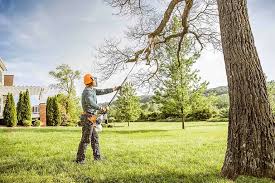 Best Stump Grinding and Removal  in Frostproof, FL