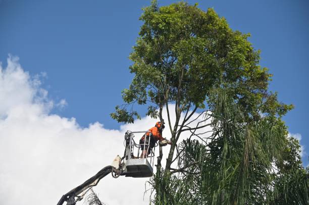 Best Leaf Removal  in Frostproof, FL